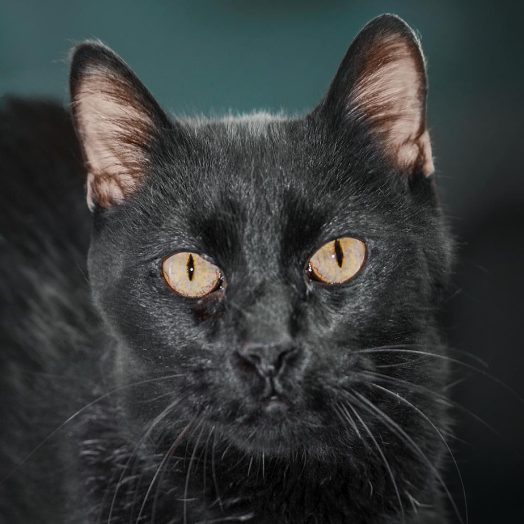 Sirius, an adoptable Domestic Medium Hair in Morrison, CO, 80465 | Photo Image 2