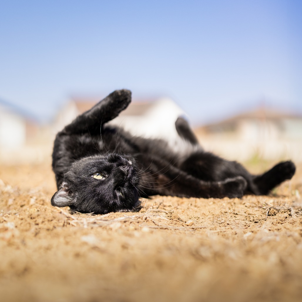 Sirius, an adoptable Domestic Medium Hair in Morrison, CO, 80465 | Photo Image 3