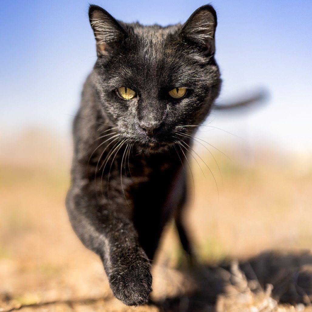 Sirius, an adoptable Domestic Medium Hair in Morrison, CO, 80465 | Photo Image 4