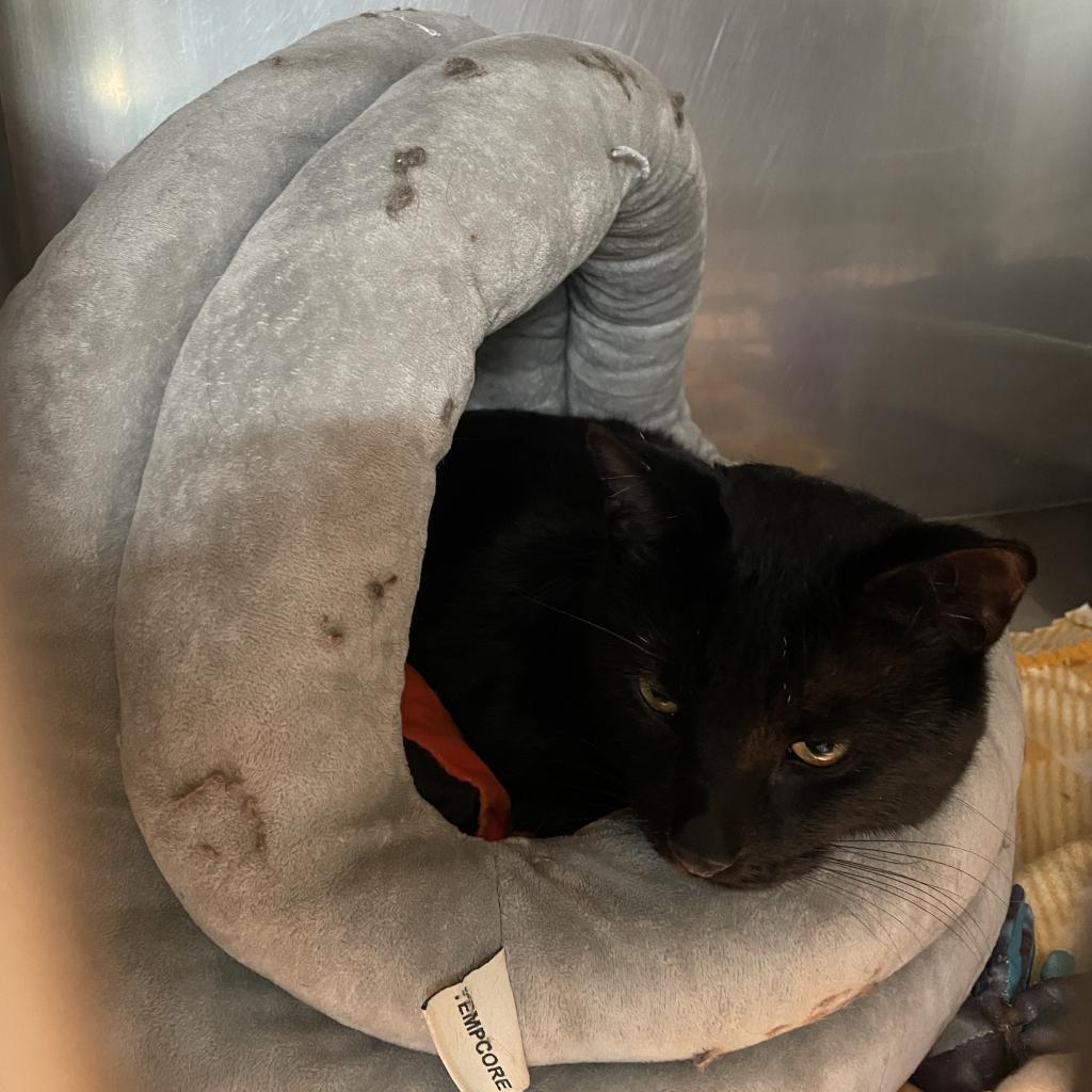 Sirius, an adoptable Domestic Medium Hair in Morrison, CO, 80465 | Photo Image 5