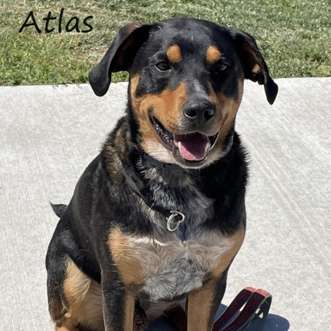 Atlas 240513, an adoptable Mixed Breed in Escanaba, MI, 49829 | Photo Image 1