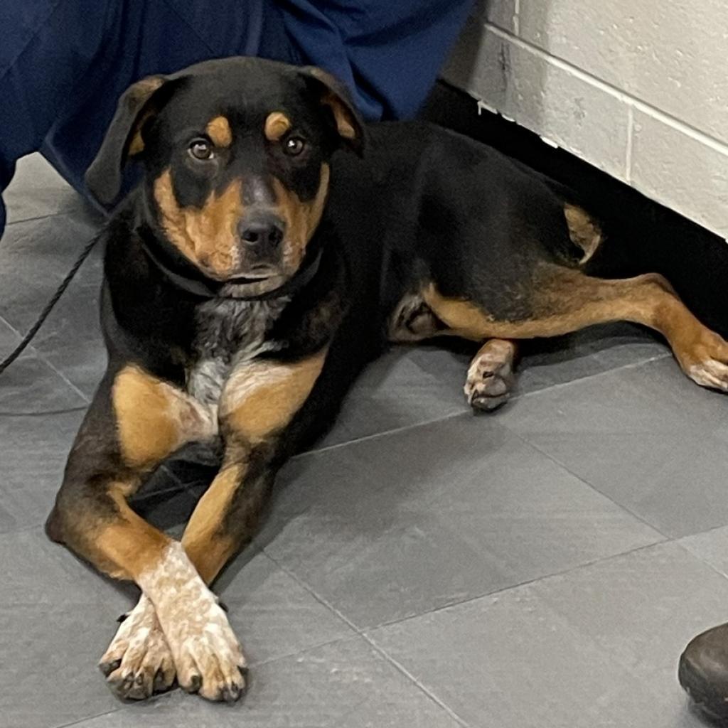 Atlas 240513, an adoptable Mixed Breed in Escanaba, MI, 49829 | Photo Image 2