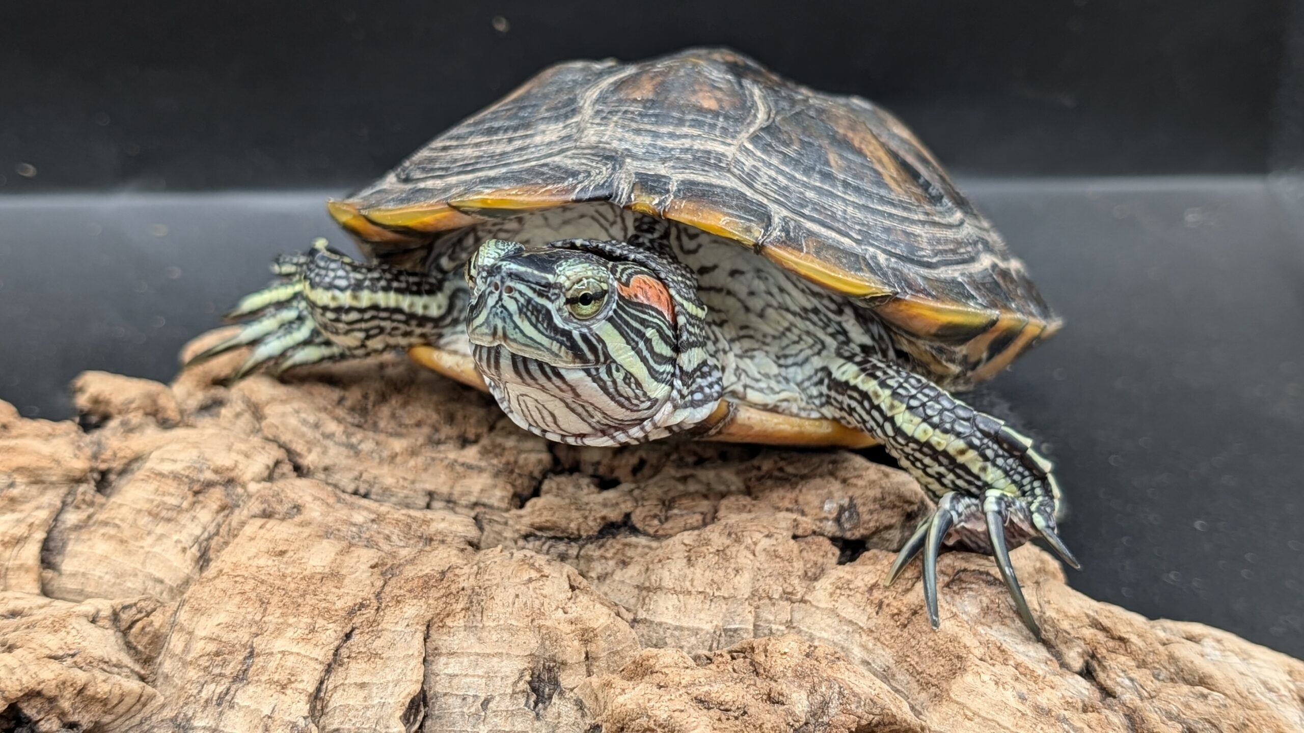 Sheldon, an adoptable Mixed Breed in Pefferlaw, ON, L0E 1N0 | Photo Image 1