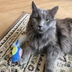 Miss Jane- Gorgeous, Loves People! Adopt $25, an adoptable Domestic Long Hair in Flagstaff, AZ, 86004 | Photo Image 1