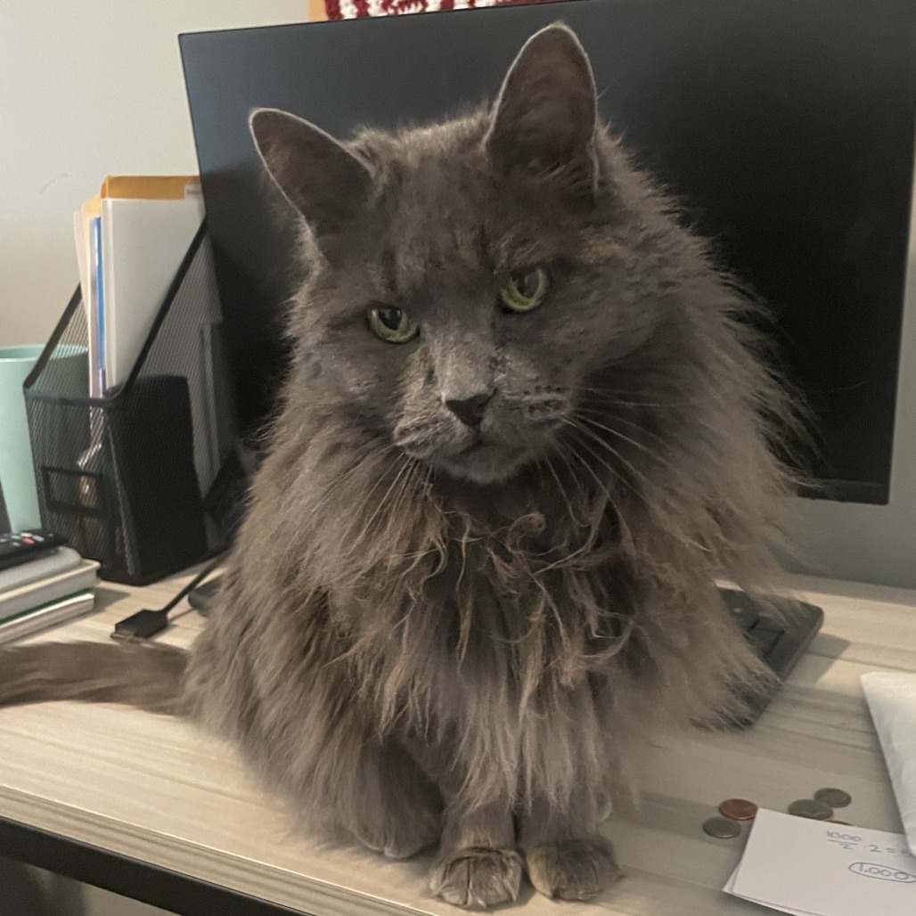 Miss Jane- Gorgeous, Loves People! Adopt $25!, an adoptable Domestic Long Hair in Flagstaff, AZ, 86004 | Photo Image 1