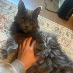 Miss Jane- Gorgeous, Loves People! Adopt $25, an adoptable Domestic Long Hair in Flagstaff, AZ, 86004 | Photo Image 2