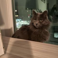 Miss Jane- Gorgeous, Loves People! Adopt $25, an adoptable Domestic Long Hair in Flagstaff, AZ, 86004 | Photo Image 3