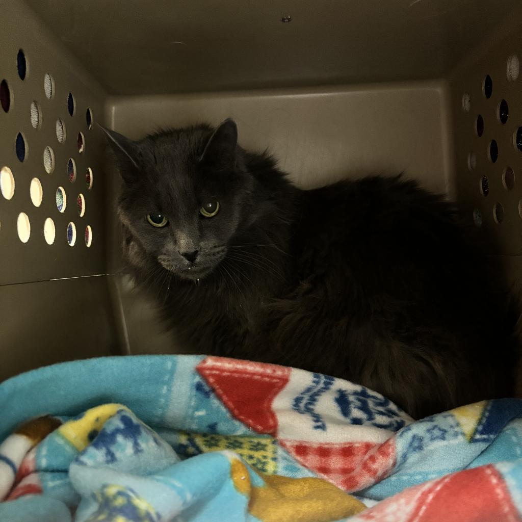 Miss Jane- Gorgeous, Loves People! Adopt $25, an adoptable Domestic Long Hair in Flagstaff, AZ, 86004 | Photo Image 4