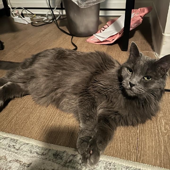 Miss Jane- Gorgeous, Loves People! Adopt $25, an adoptable Domestic Long Hair in Flagstaff, AZ, 86004 | Photo Image 6