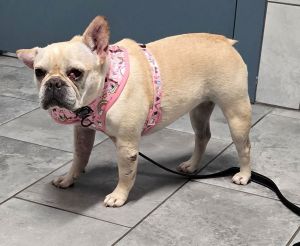 Roxie Rose, Adult Female French Bulldog