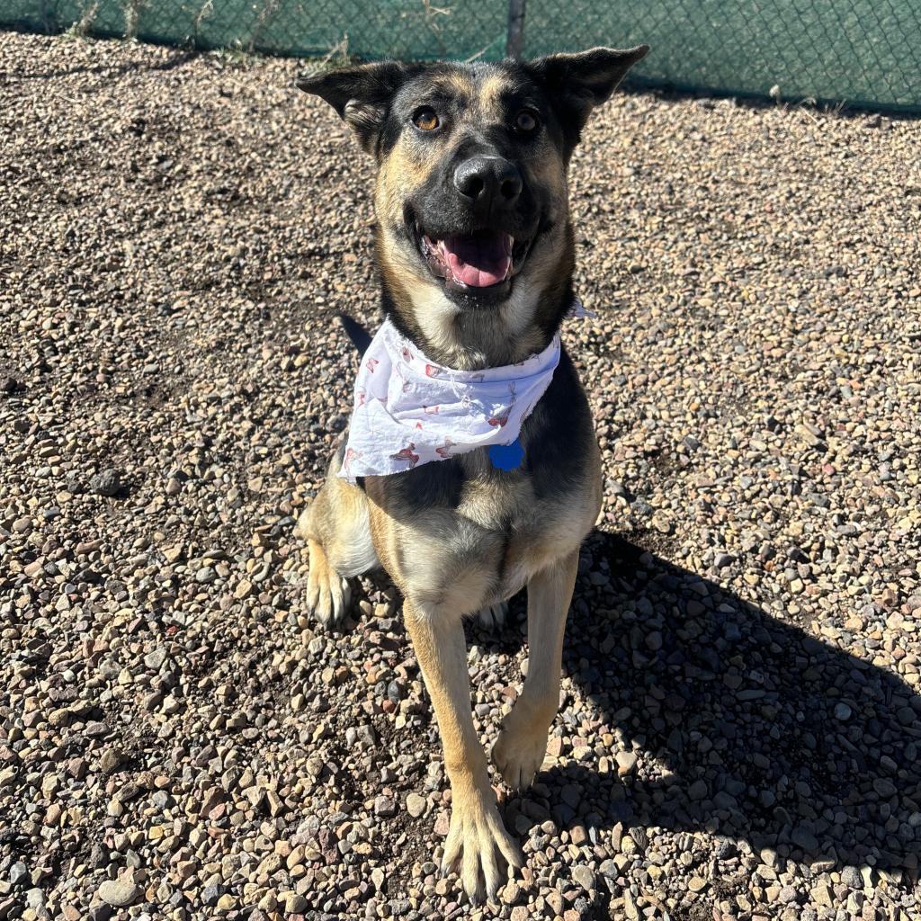 Abby, an adoptable Shepherd, Mixed Breed in Show Low, AZ, 85901 | Photo Image 1