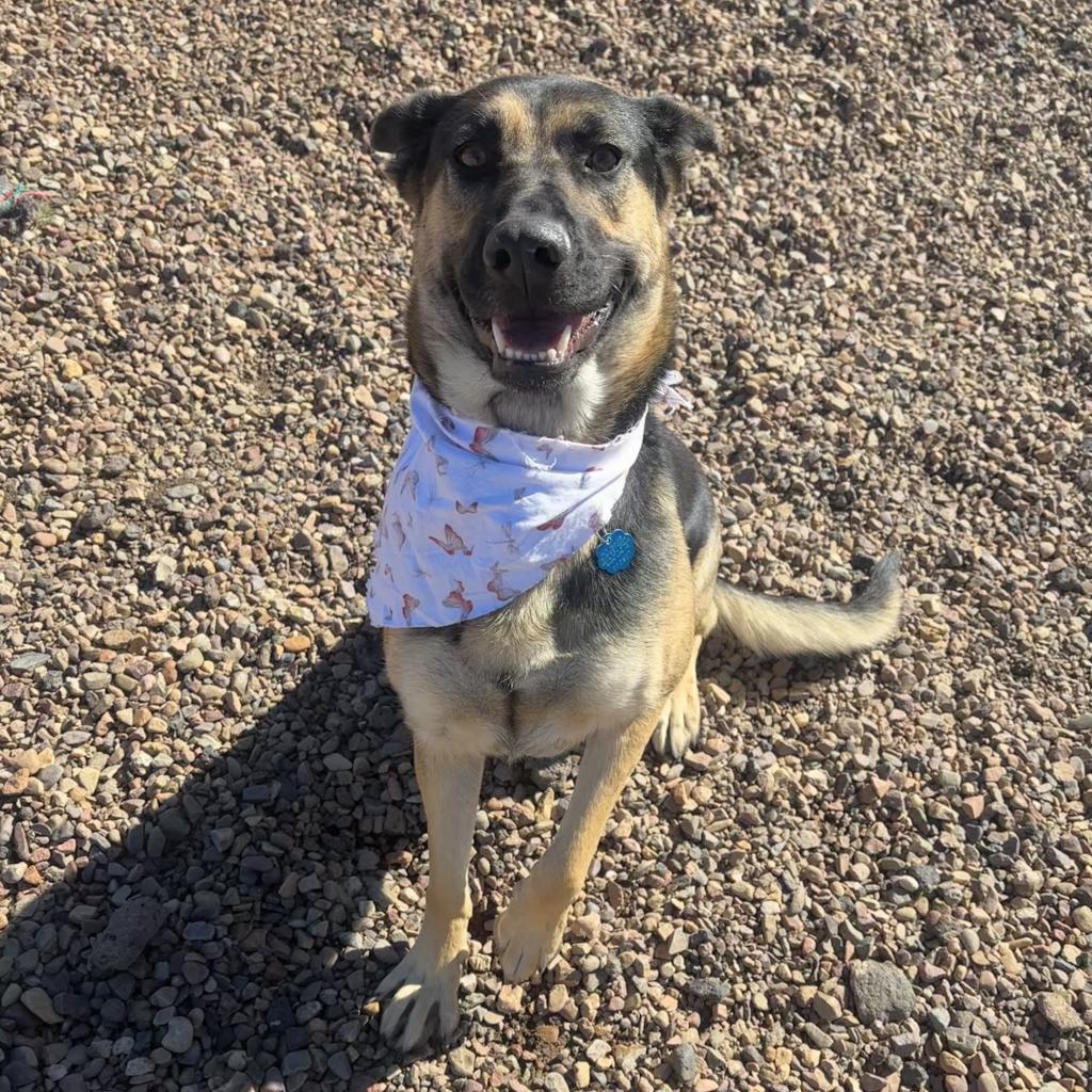 Abby, an adoptable Shepherd, Mixed Breed in Show Low, AZ, 85901 | Photo Image 2