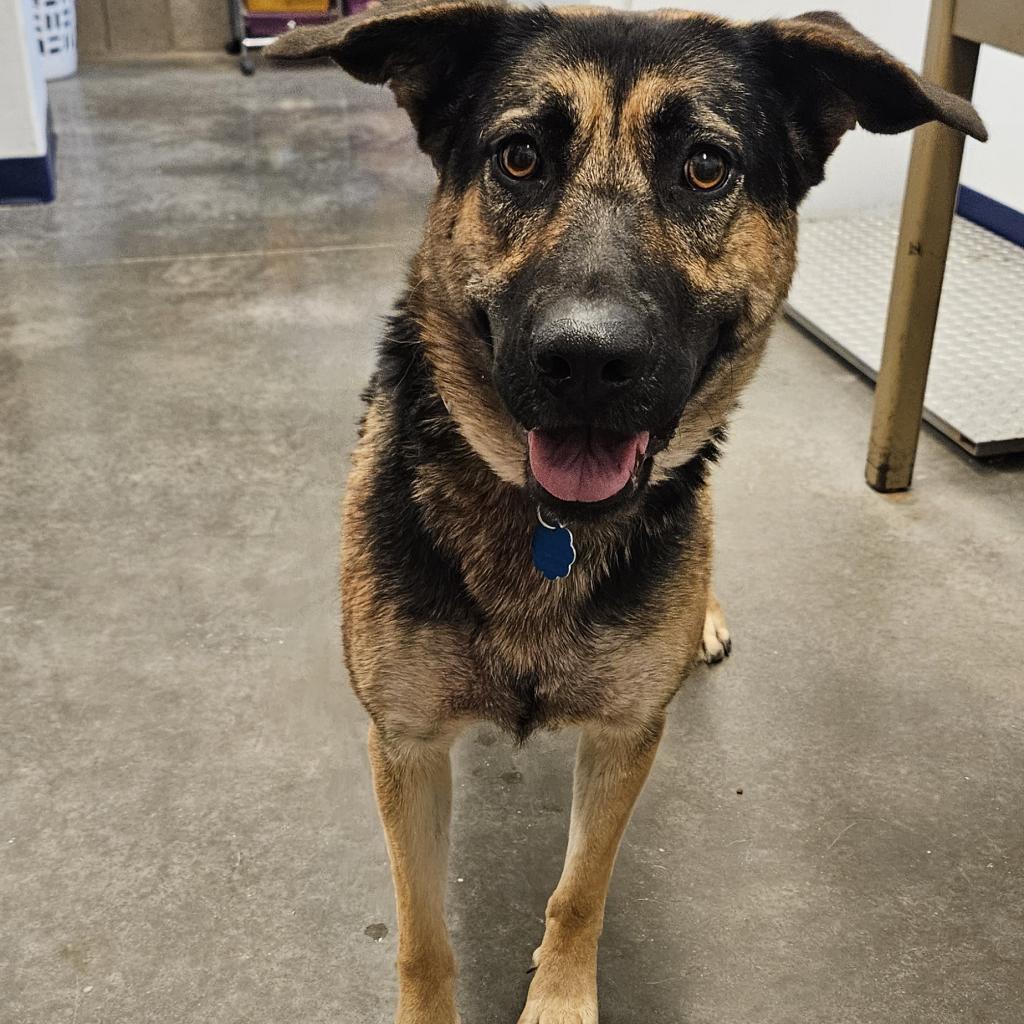 Abby, an adoptable Shepherd, Mixed Breed in Show Low, AZ, 85901 | Photo Image 3