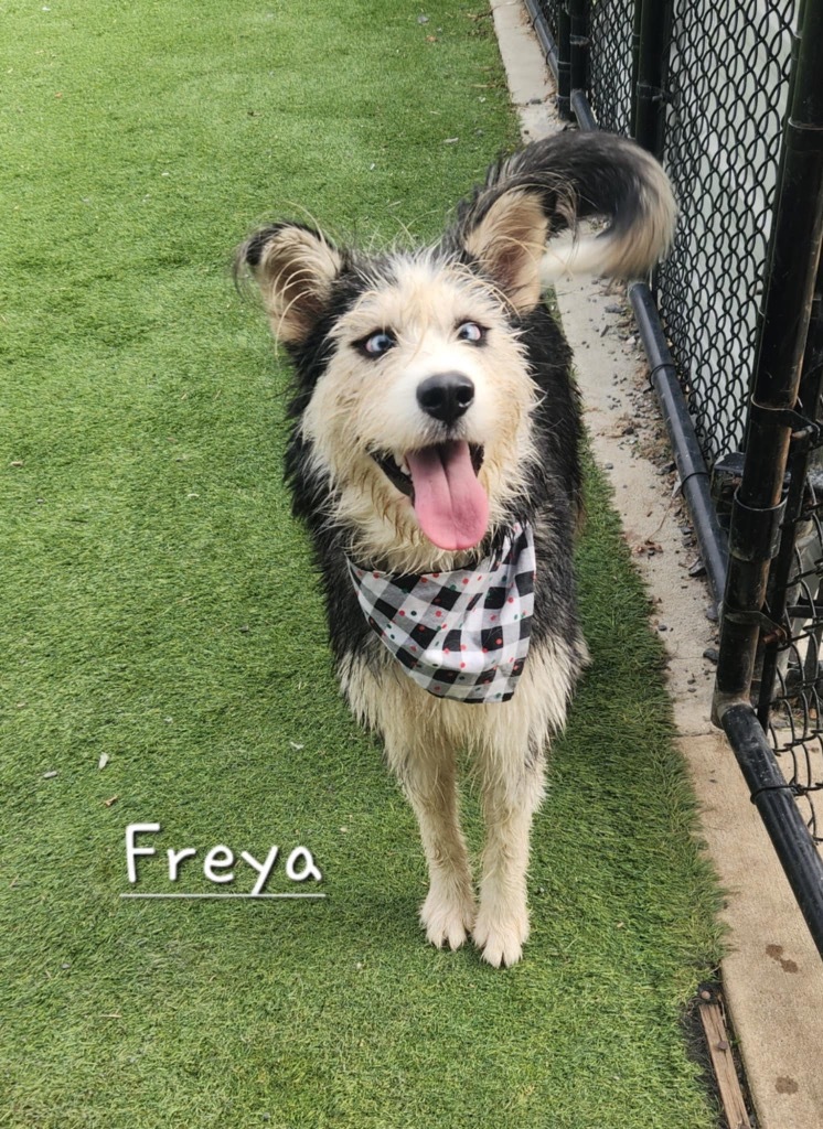 Freya