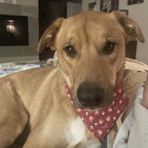 Bear is ready to find his forever home This handsome Honey Bear is a delightful snuggle buddy and e