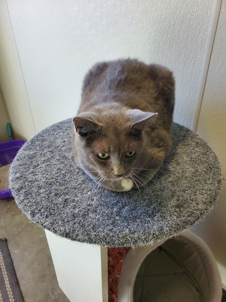 Kahlua