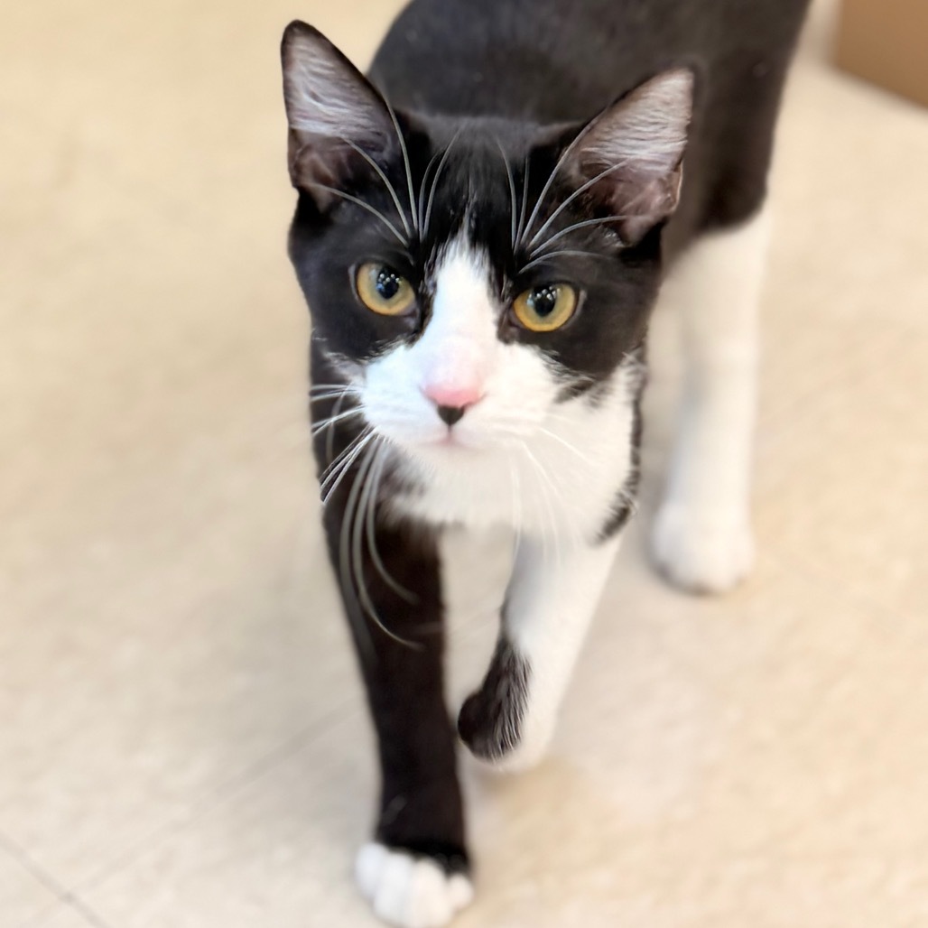 Shawn Johnson, an adoptable Domestic Short Hair in Chariton, IA, 50049 | Photo Image 1