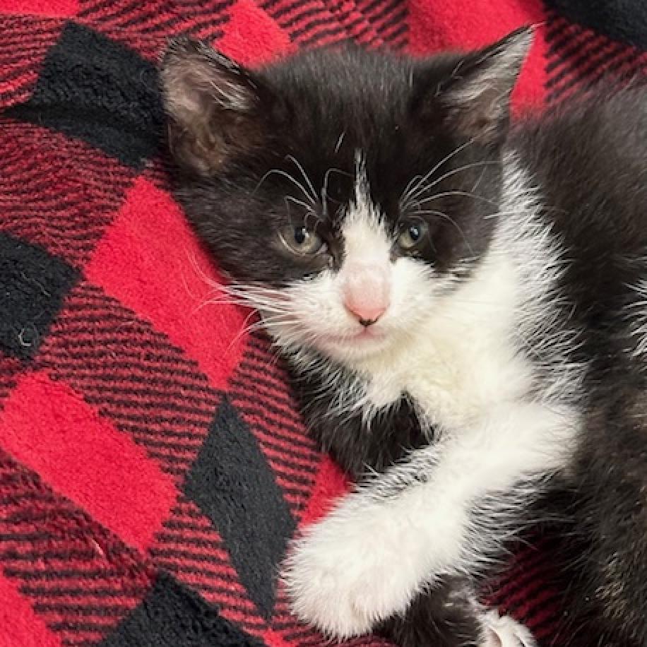 Shawn Johnson, an adoptable Domestic Short Hair in Chariton, IA, 50049 | Photo Image 2