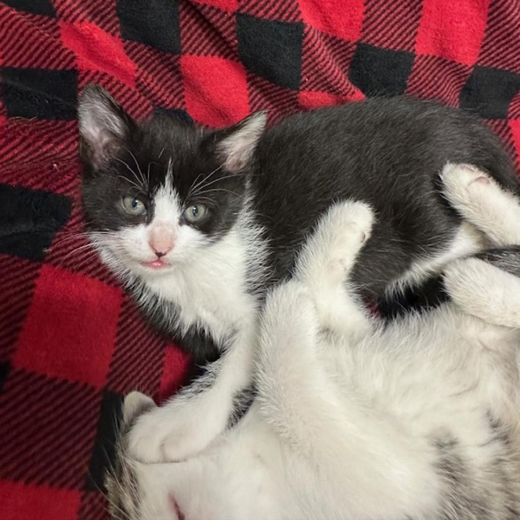 Shawn Johnson, an adoptable Domestic Short Hair in Chariton, IA, 50049 | Photo Image 4