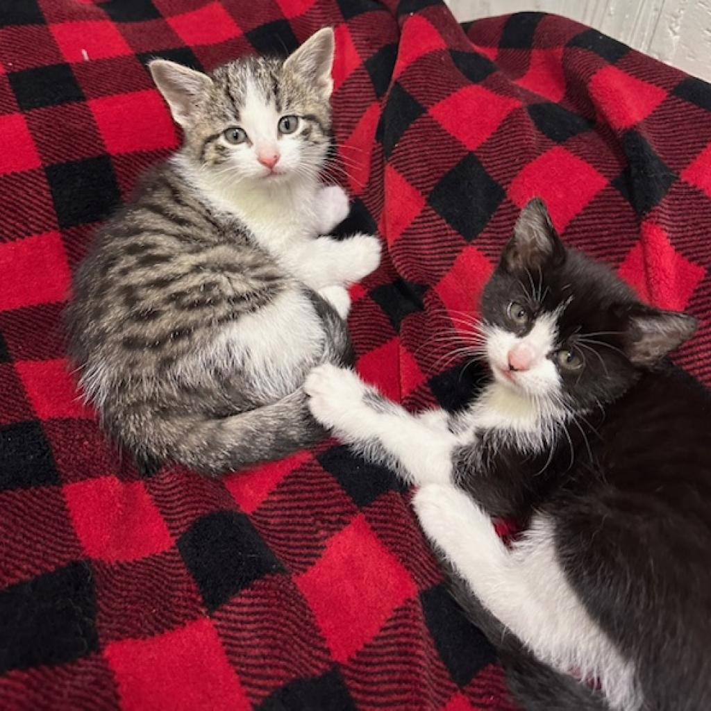 Shawn Johnson, an adoptable Domestic Short Hair in Chariton, IA, 50049 | Photo Image 5