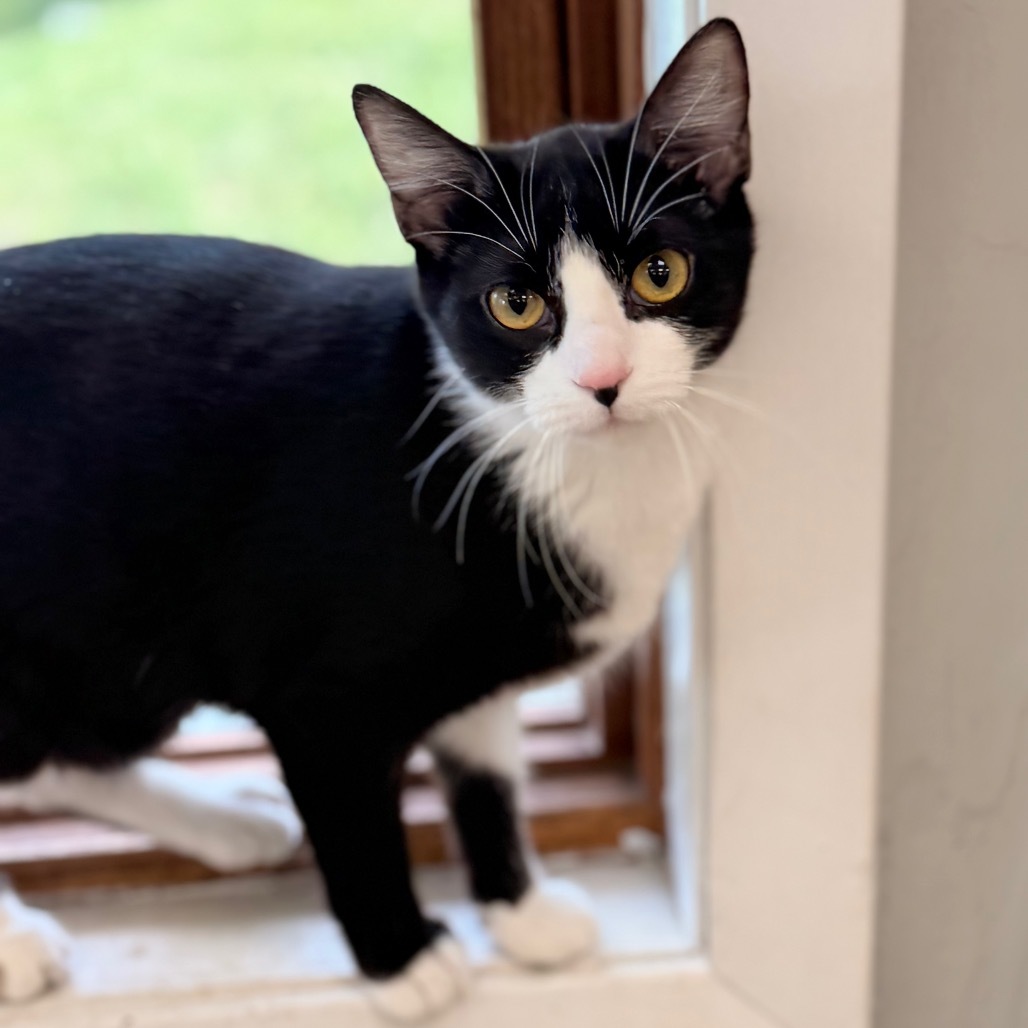 Shawn Johnson, an adoptable Domestic Short Hair in Chariton, IA, 50049 | Photo Image 6