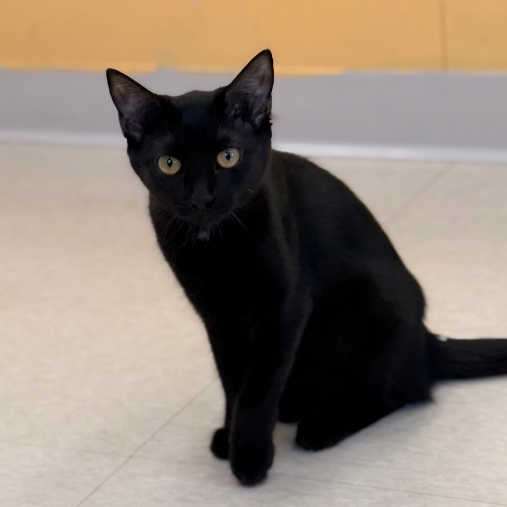 Audi Crooks, an adoptable Domestic Short Hair in Chariton, IA, 50049 | Photo Image 1