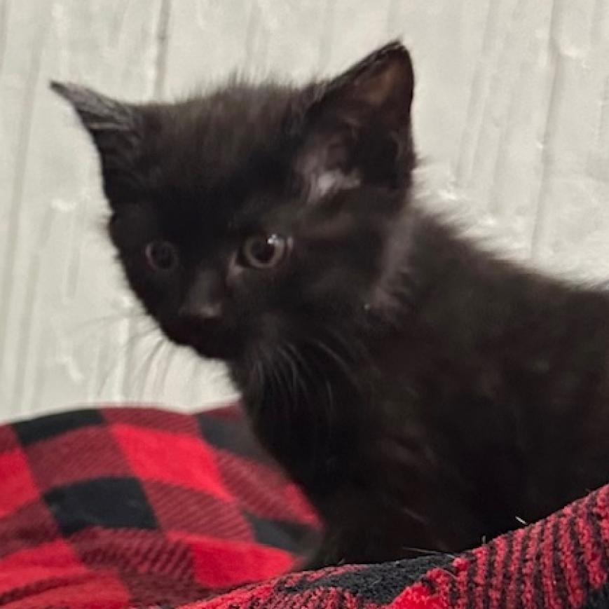 Audi Crooks, an adoptable Domestic Short Hair in Chariton, IA, 50049 | Photo Image 2