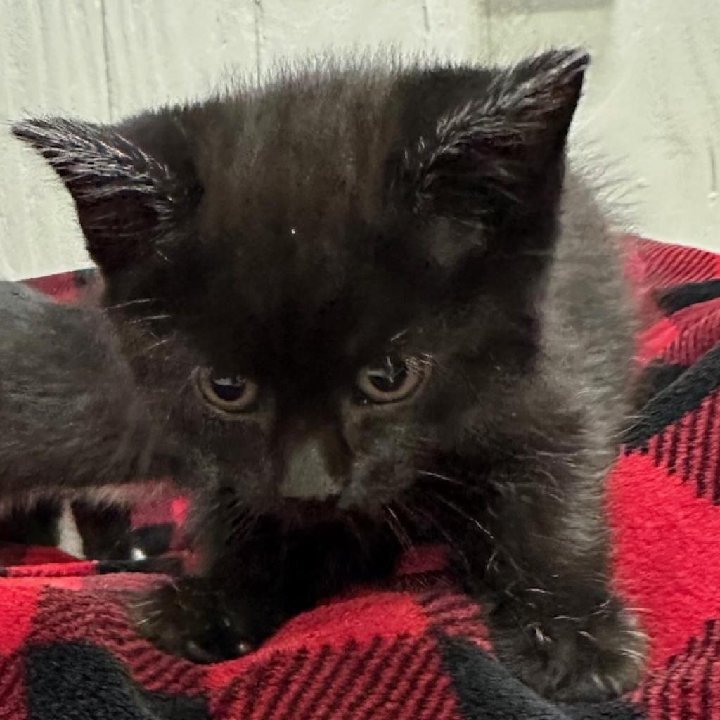 Audi Crooks, an adoptable Domestic Short Hair in Chariton, IA, 50049 | Photo Image 3