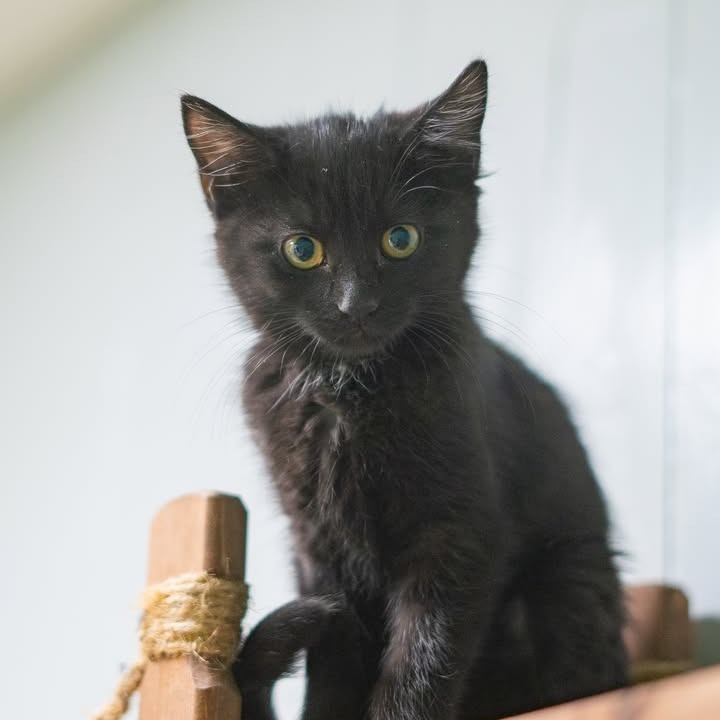 Audi Crooks, an adoptable Domestic Short Hair in Chariton, IA, 50049 | Photo Image 5