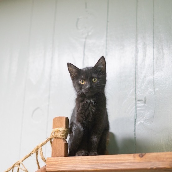 Audi Crooks, an adoptable Domestic Short Hair in Chariton, IA, 50049 | Photo Image 6