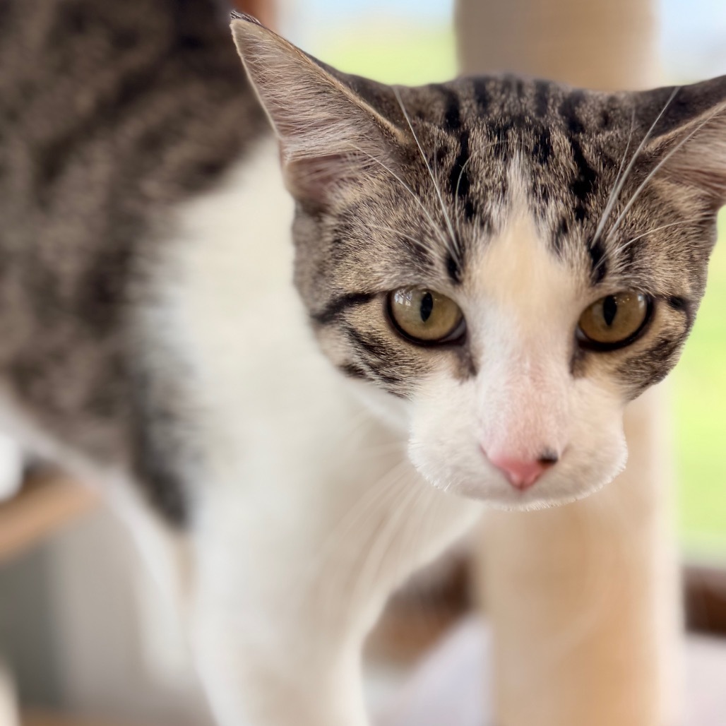 Nile Kinnick, an adoptable Domestic Short Hair in Chariton, IA, 50049 | Photo Image 1