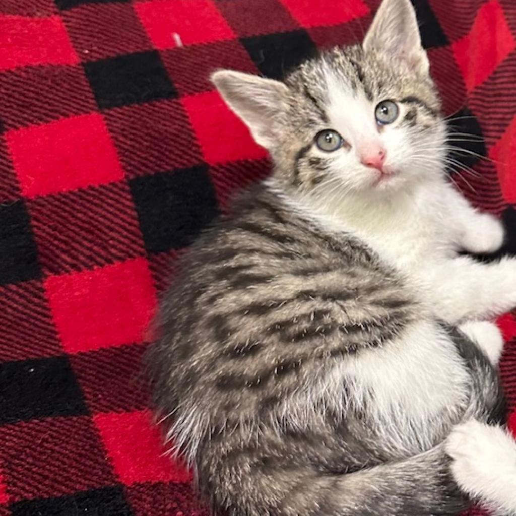 Nile Kinnick, an adoptable Domestic Short Hair in Chariton, IA, 50049 | Photo Image 2