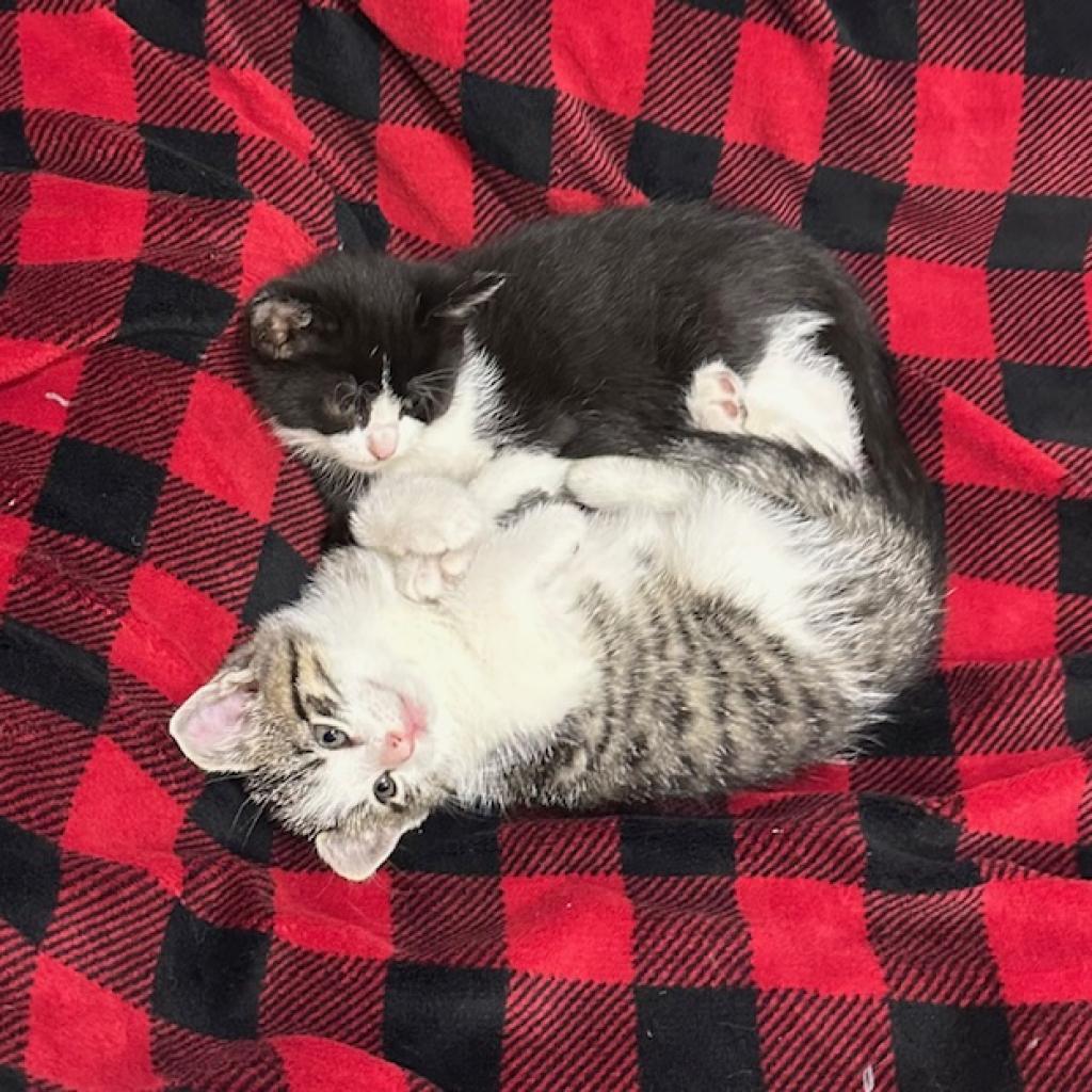 Nile Kinnick, an adoptable Domestic Short Hair in Chariton, IA, 50049 | Photo Image 3