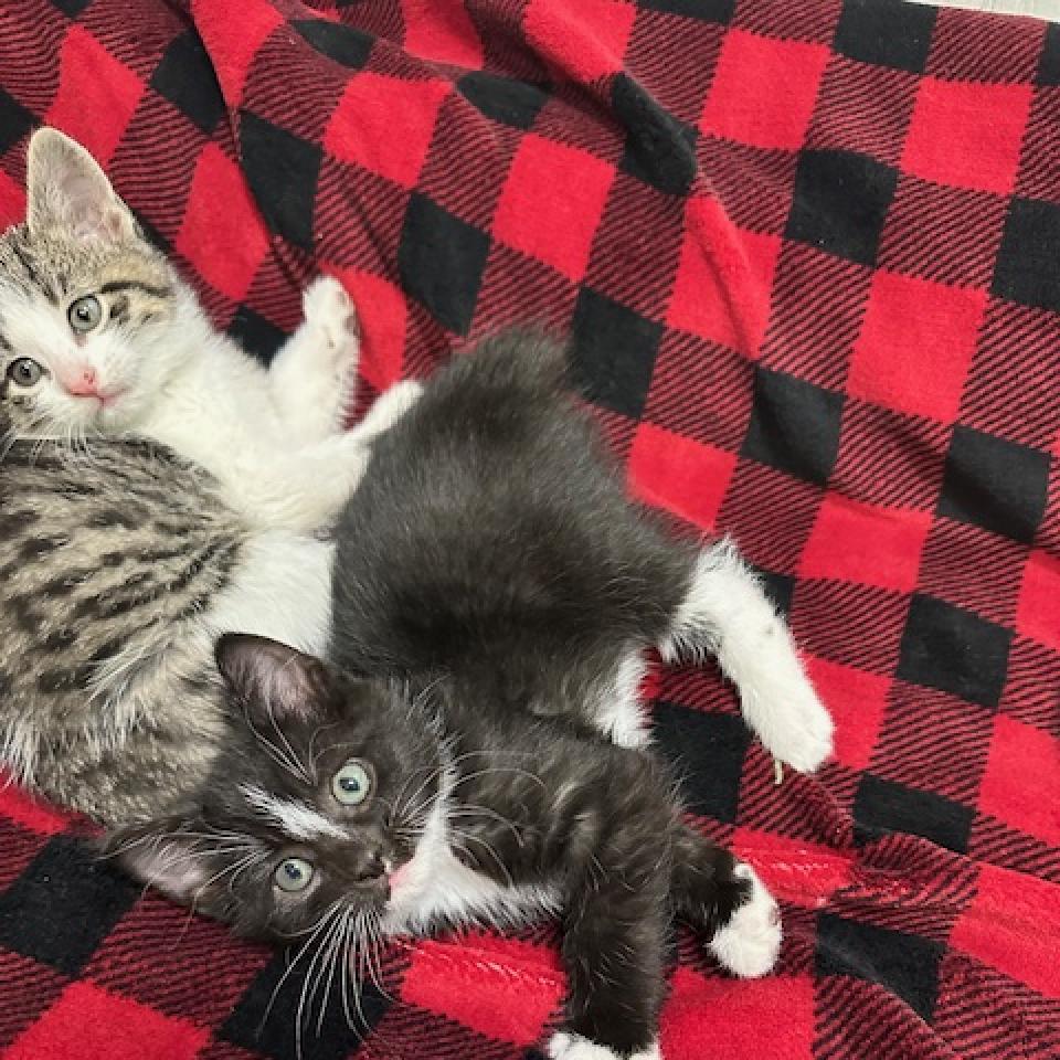 Nile Kinnick, an adoptable Domestic Short Hair in Chariton, IA, 50049 | Photo Image 5