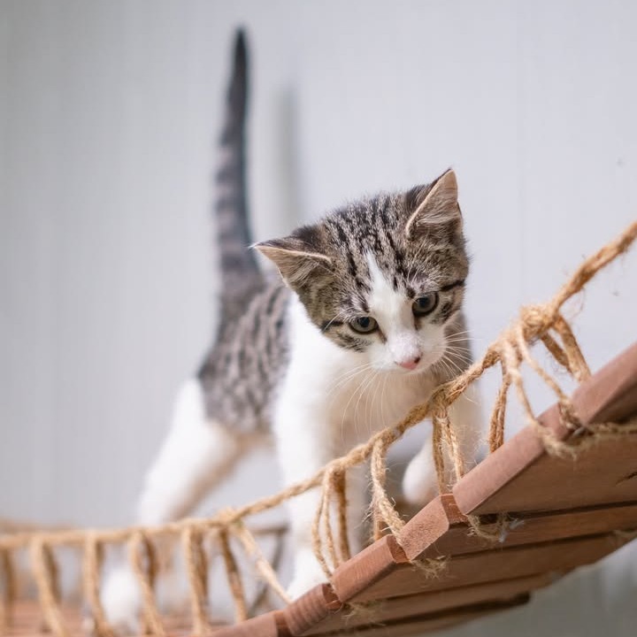 Nile Kinnick, an adoptable Domestic Short Hair in Chariton, IA, 50049 | Photo Image 6
