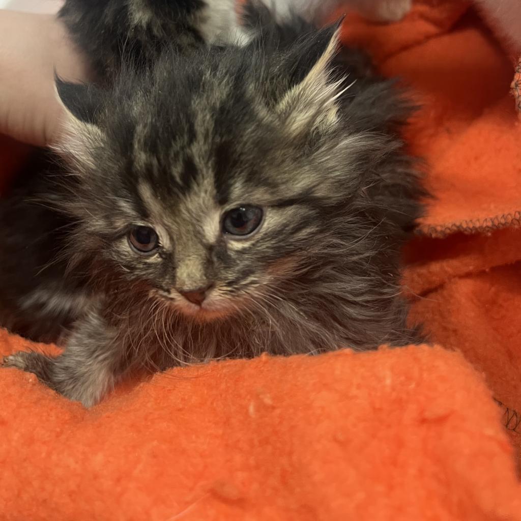 Chrissy, an adoptable Domestic Medium Hair in North Battleford, SK, S9A 2M7 | Photo Image 1