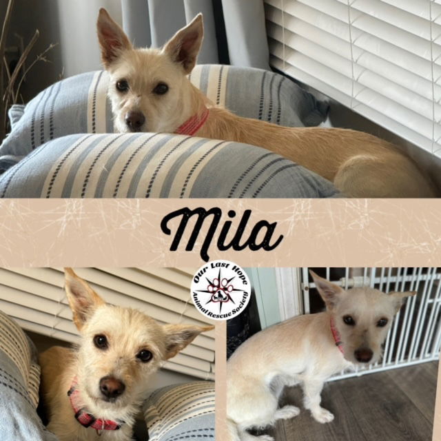 Mila, an adoptable Terrier in Princeton, BC, V0X 1W0 | Photo Image 1