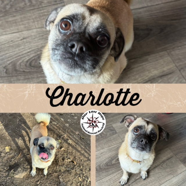 Charlotte, an adoptable Pug in Princeton, BC, V0X 1W0 | Photo Image 1