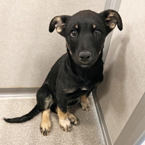 Harley Quin, an adoptable Mixed Breed in Hailey, ID, 83333 | Photo Image 1