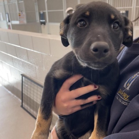 Harley Quin, an adoptable Mixed Breed in Hailey, ID, 83333 | Photo Image 2