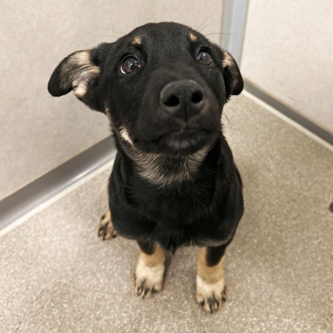 Harley Quin, an adoptable Mixed Breed in Hailey, ID, 83333 | Photo Image 3