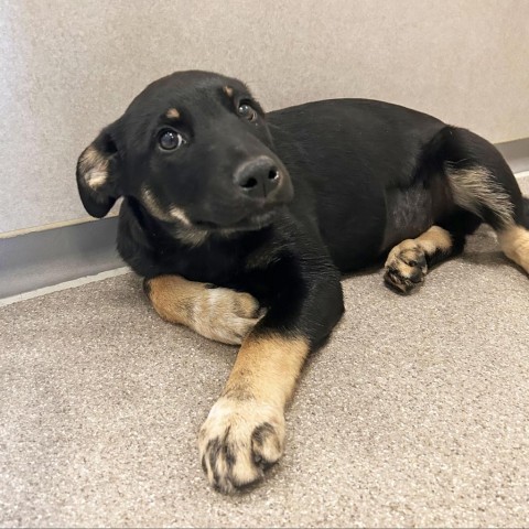 Harley Quin, an adoptable Mixed Breed in Hailey, ID, 83333 | Photo Image 4