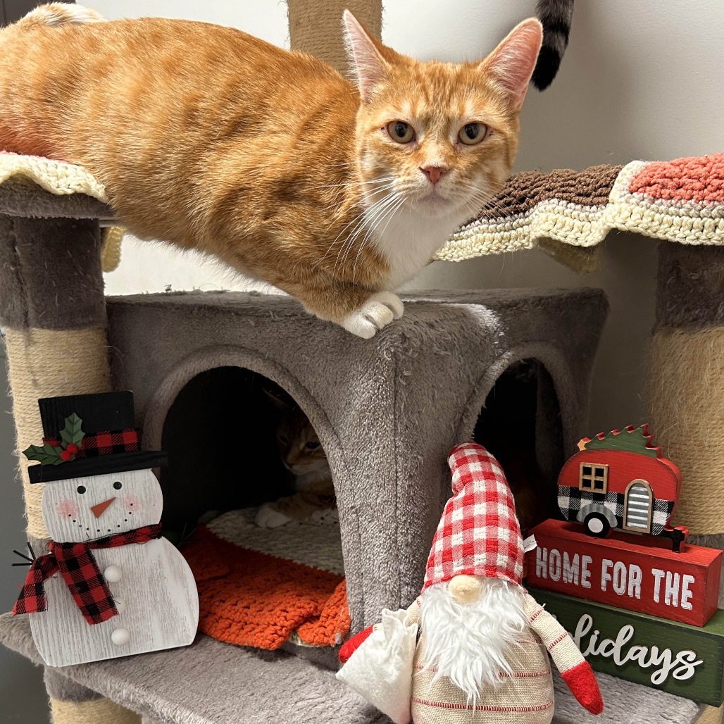 Meg, an adoptable Domestic Short Hair in Hailey, ID, 83333 | Photo Image 1