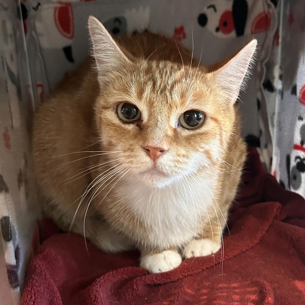 Meg, an adoptable Domestic Short Hair in Hailey, ID, 83333 | Photo Image 2
