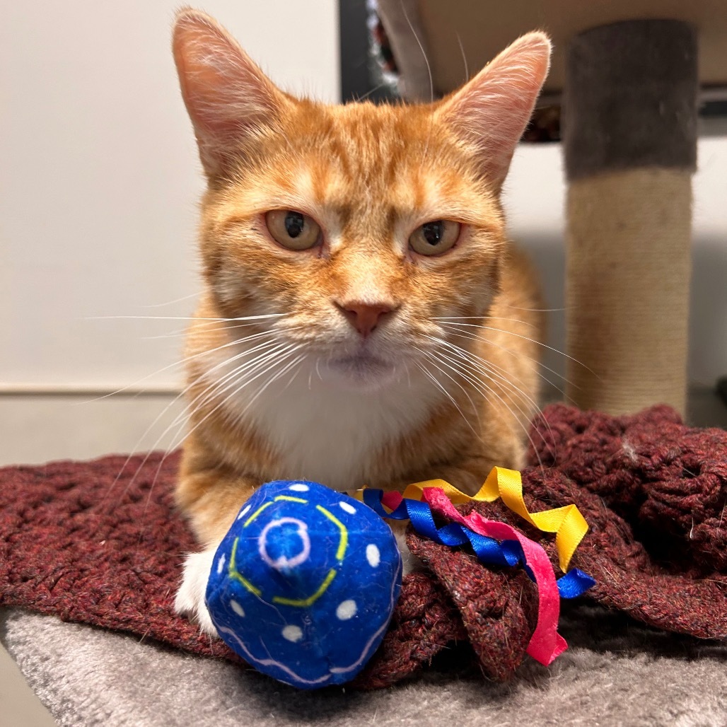 Meg, an adoptable Domestic Short Hair in Hailey, ID, 83333 | Photo Image 3