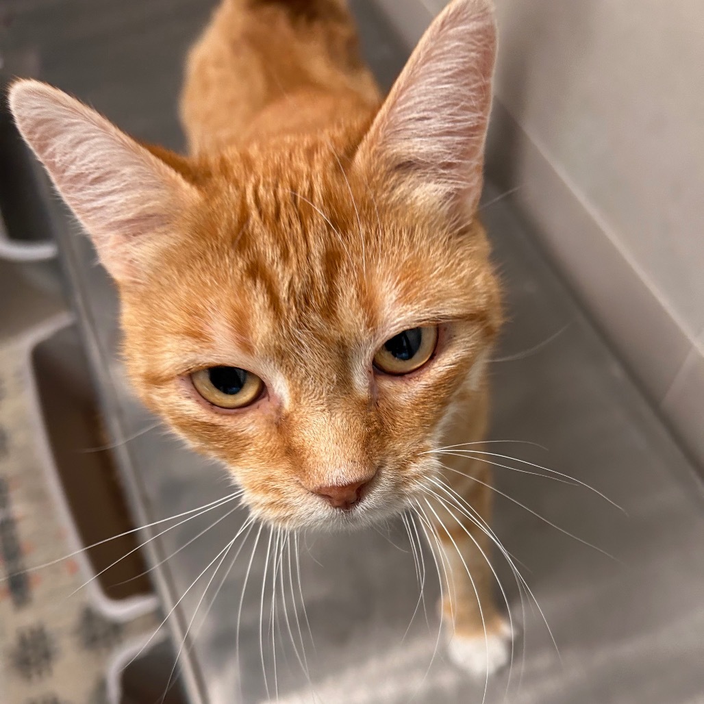 Meg, an adoptable Domestic Short Hair in Hailey, ID, 83333 | Photo Image 4