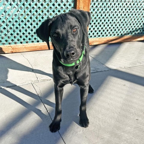 Larry, an adoptable Mixed Breed in Hailey, ID, 83333 | Photo Image 1