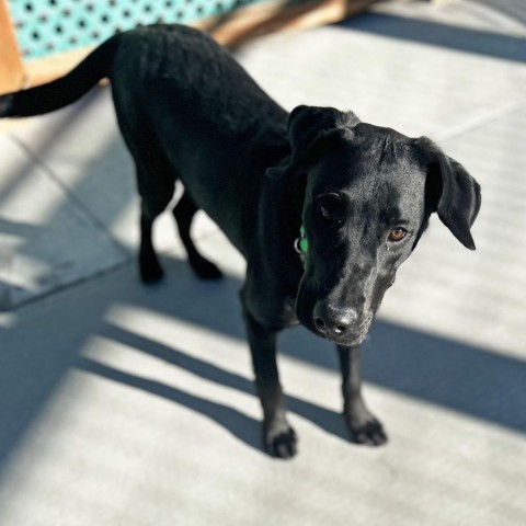 Larry, an adoptable Mixed Breed in Hailey, ID, 83333 | Photo Image 2