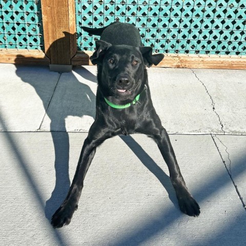 Larry, an adoptable Mixed Breed in Hailey, ID, 83333 | Photo Image 3