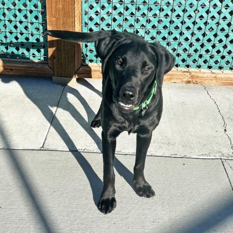 Larry, an adoptable Mixed Breed in Hailey, ID, 83333 | Photo Image 4